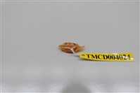 藏品(寬足達納蟹)的圖片